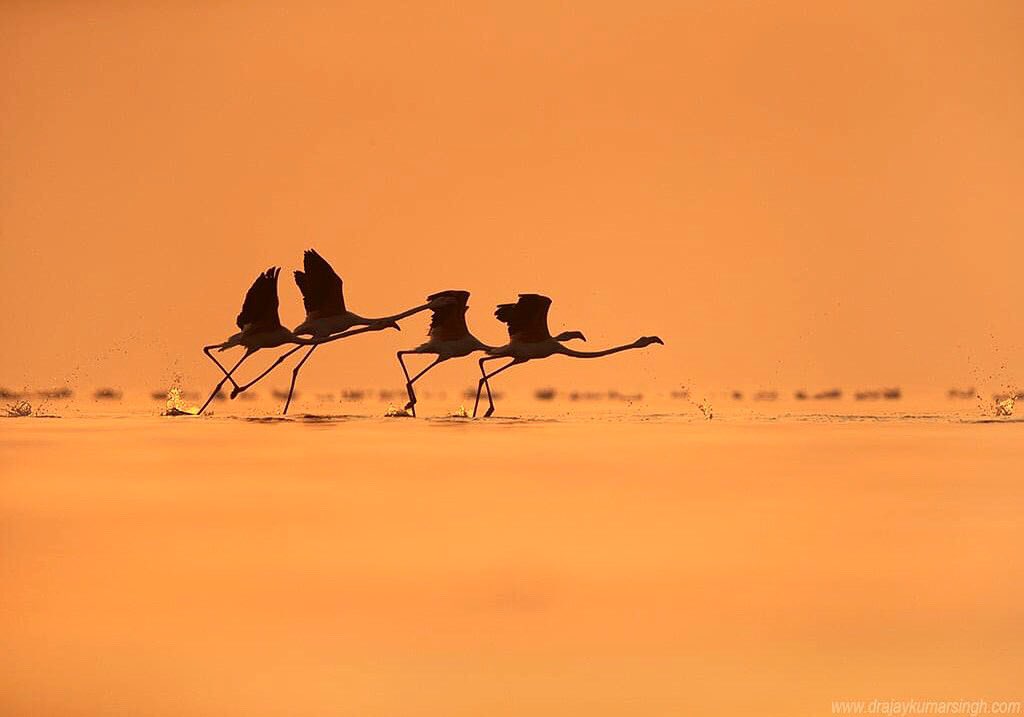 Draksphotos's tweet photo. Greater Flamingos, Bahrain
#GreaterFlamingos #Flamingos #takeoff #wildlife #bahrain #dramaticHue #IndiAves #AvisBase #Naturephotography #birds https://t.co/8SSGwkoWQw