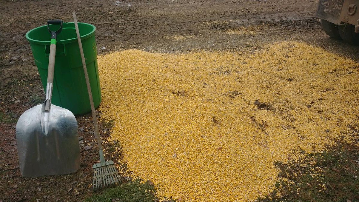 mmmadcccow's tweet photo. #harvest2020 #corn2020 finished up yesterday. I wasn't home but my understanding was that there was another episode of #drivewaycorn that this time required the use of the front end loader to clean up. πππ https://t.co/vGL3gSkasb