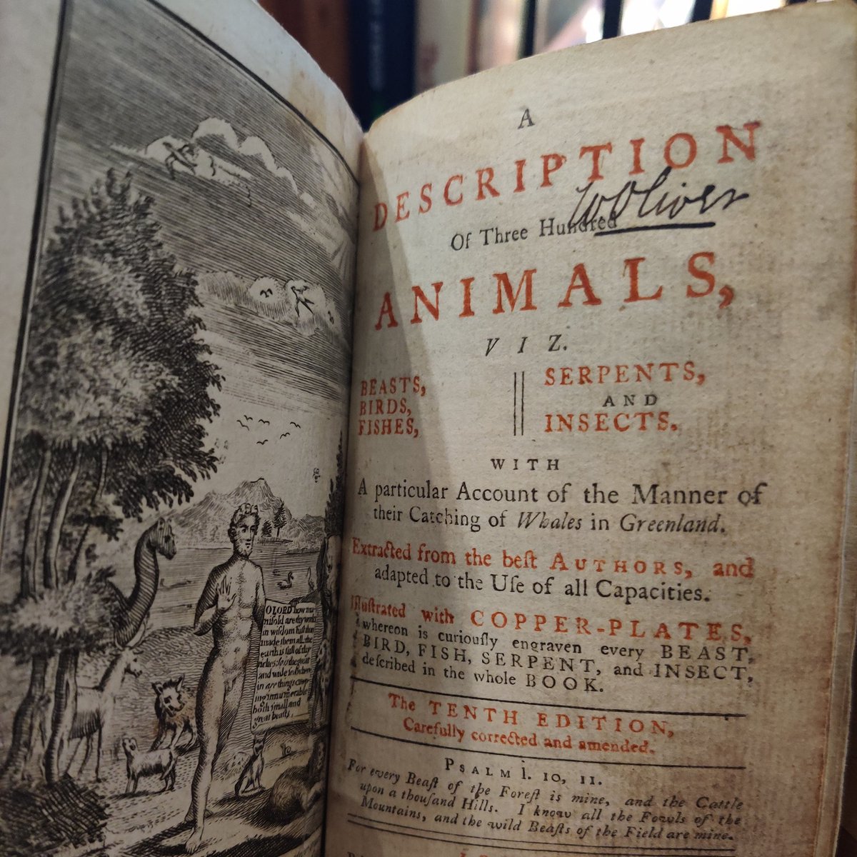 today, one of my favourite books which only comes by once every few years (like a badly drawn comet): the "Description of Three Hundred Animals", featuring the Ant Bear, which is "big as a pretty large dog"