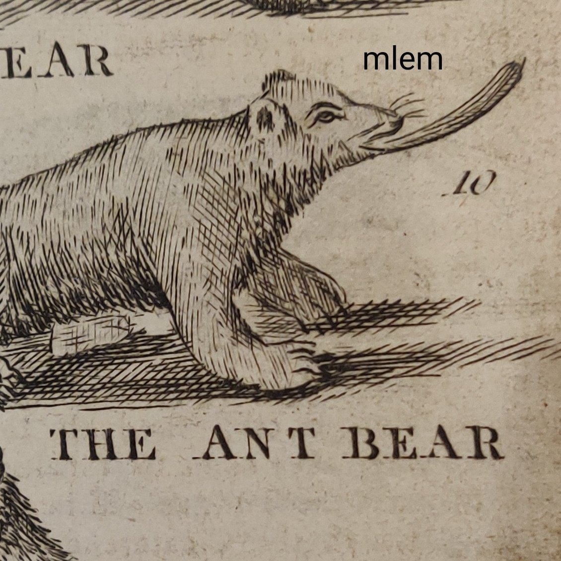 today, one of my favourite books which only comes by once every few years (like a badly drawn comet): the "Description of Three Hundred Animals", featuring the Ant Bear, which is "big as a pretty large dog"