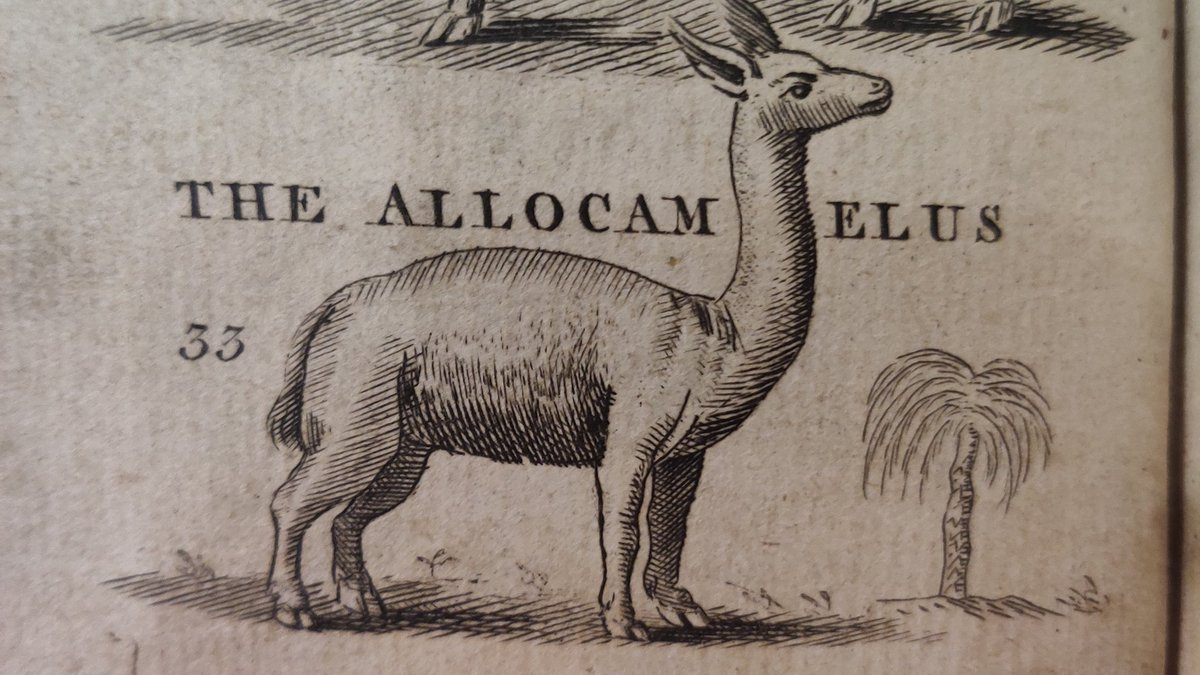 the Allocamelus, which lives in Peru and pees backwards (I kid you not)