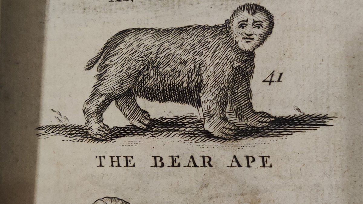 the Bear Ape, who 'does not seem wet, tho' he has been long in the rain'  indeed