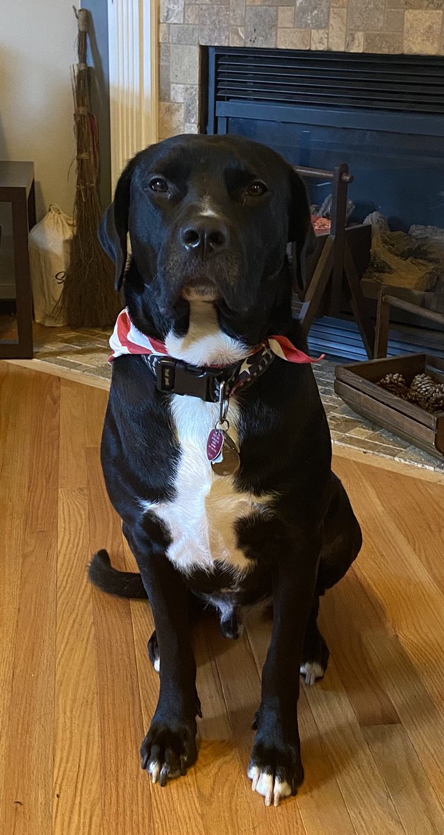 BODIEBO2's tweet photo. My Dearest Fwens!!  I am such a lucky pup.  Last year, I did not have a furrever home.  This year I have my Pawents, my brother Murray , my little Sis Maggie , squeaky bird Zeke and ALL my Fwens on Twitter!  I am so grateful for your love.  #RescueDogs #dogs #dogsoftwitter 🎄🎅🧑‍🎄 https://t.co/ImlBxFNgWN