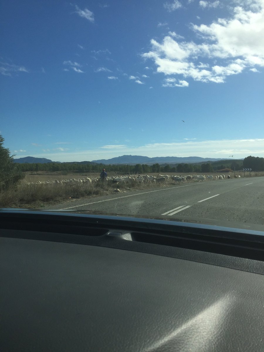 BrigittePowell1's tweet photo. Slight delay heading out today 🙂🇪🇸🐐 https://t.co/dQEb192Xpq
