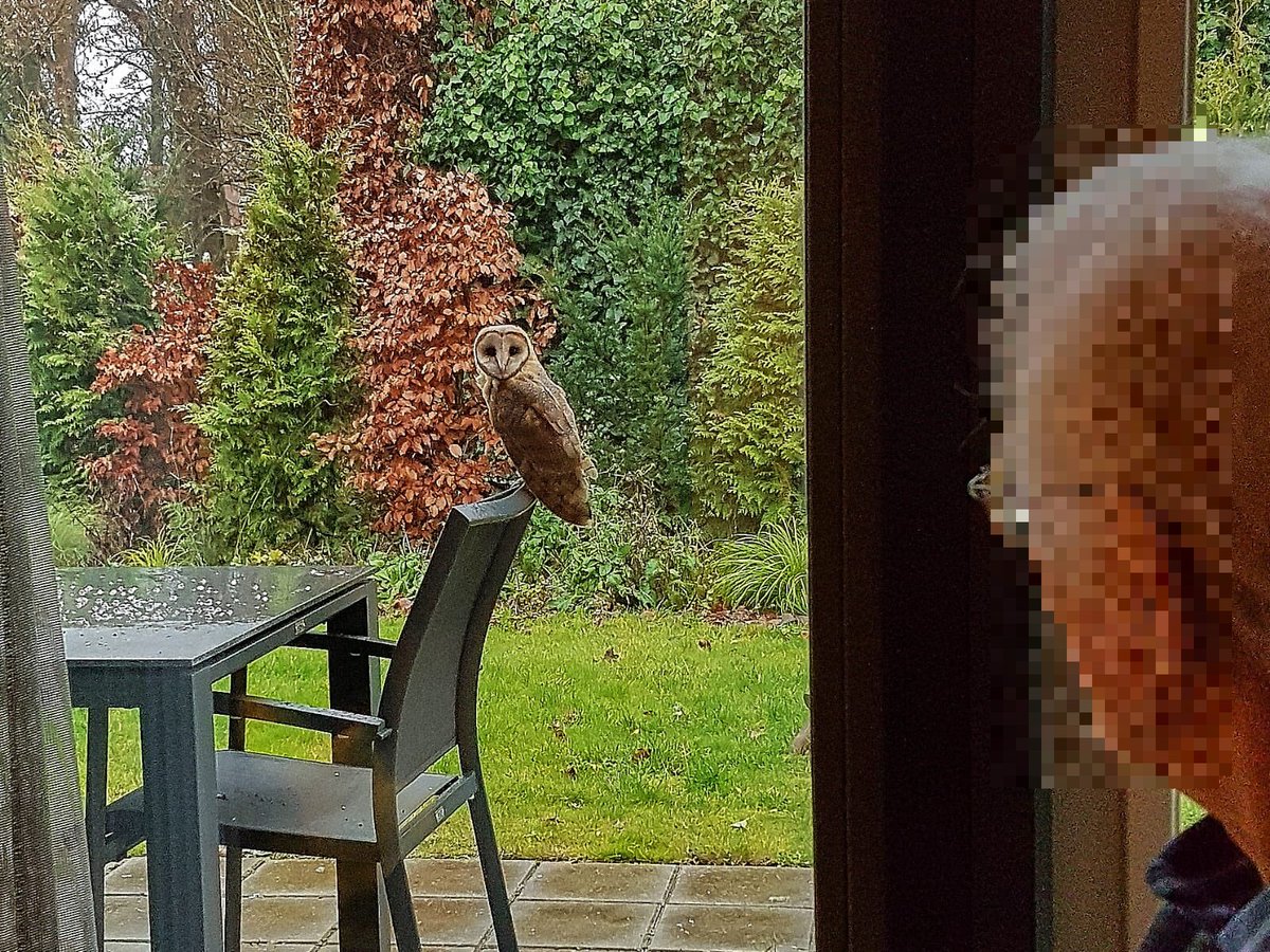 Wauw! Onze ‘huis-kerkuil’ is wel erg nieuwsgierig naar onze gast. Prachtig om de natuur zo dichtbij te hebben!