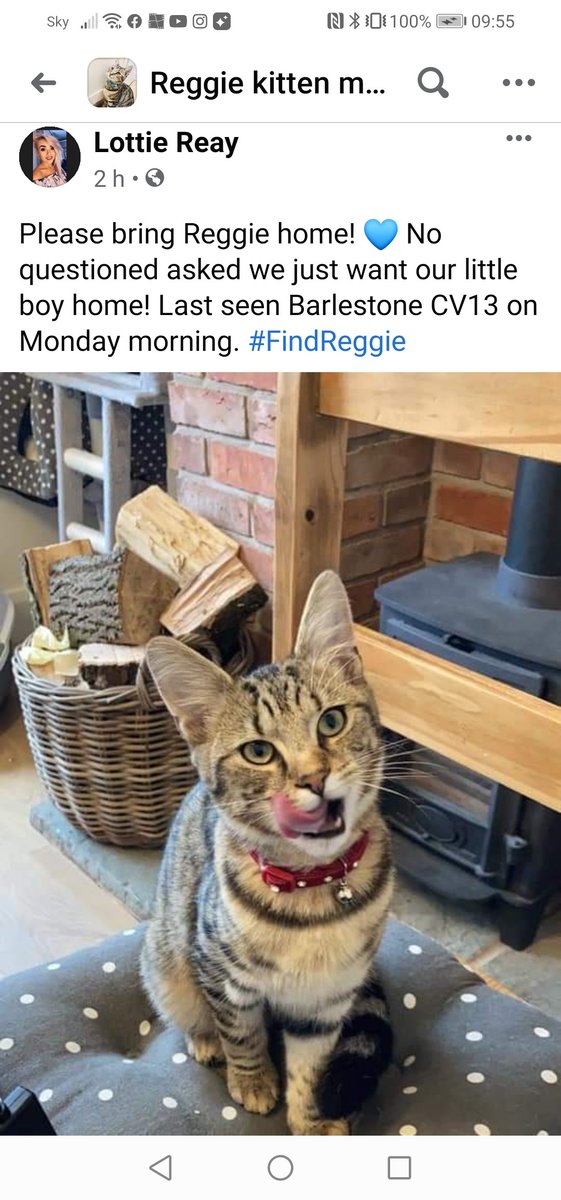 HunnyJax's tweet photo. @PDRescue @AlanDaffern @beautys_legacy @MissingPetsGB @juliagarland73 @KarenFi51820768 @janice_adams3 @LisaLisaw1 @gelert01 @SummerBreezeUS @CatsMissing @AdvocatsEM @MidWarksCP @cats_rugby I was just about to put out a tweet then saw your question. Leics is the Shire county.. Strange one isn't it..
https://t.co/87jkfmqzQe Please bring Reggie home! π No questioned asked we just want our little boy home! Last seen Barlestone CV13 on Monday morning. #FindReggie https://t.co/GkaKMRbJW5