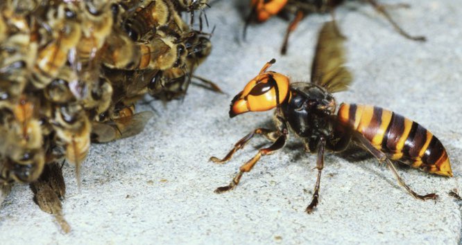 Charlie26682228's tweet photo. A single #giant #hornet (Vespa mandarinia) can kill 40 bees per minute due to its large mandibles. #Bees can protects themselves by vibrating their wings and combining the warmth of their bodies (raising the temperature in the center of the cluster up to 50°C) killing the hornet. https://t.co/oOCIeBbQOX