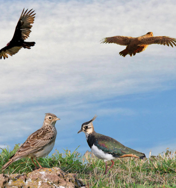 Sendenh_Kondor's tweet photo. Rausgeflogen: #Sendenhorstkondor und #Rebhuhn müssen sich leider aus der #Vogelwahl verabschieden.😢

Aber: Mit #Feldlerche und #Kiebitz halten noch zwei Vögel die Stellung in der Top10 des #VogelDesJahres für #AgrarvögelAllerFelderVereinigtEuch!🎉 https://t.co/fG88rjkGuR