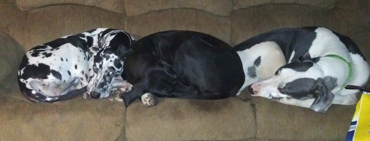 memyselfni03's tweet photo. #waytooearly to see mom out the door for work. #greatdanelife earn that money to buy that kibble https://t.co/aKNF5d5cks
