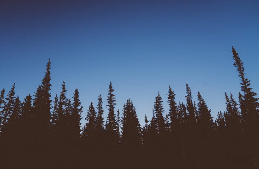 TheGreenLetter1's tweet photo. "He that plants trees, loves others besides himself."
- Dr. Thomas fuller https://t.co/1Yos2qJkDF