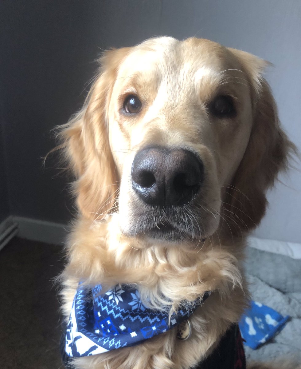 AW_CherylStorey's tweet photo. @GlossyboxUK Buzz in his Christmas Bandana. https://t.co/o7kV1H3Sud