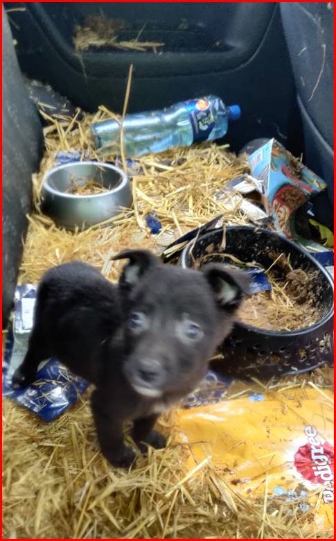 Finglas Gardaí and the District Detective Unit discovered five dogs in an abandoned car while conducting an operation in Finglas with the Fingal County Council to remove waste from the area. 

The puppies have been transferred to the care of the DSPCA. Investigations are ongoing.
