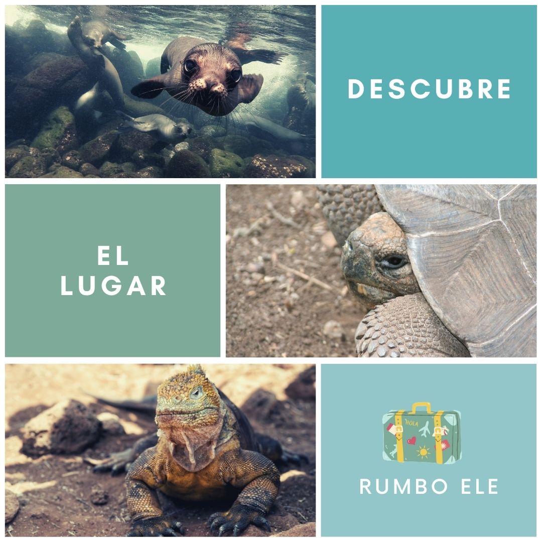 🌎¿Sabes qué lugar de habla hispana es? 🌎Deja tu respuesta en comentarios😉
.
. Pista: está en Ecuador ;) 

#learnspanish #aprendeespañol #imparalospagnolo #spagnoloonline #spanishonline #españolonline #cursosdeespañol #corsidispagnolo #spanishcourses #spanishlanguage #spagnolo