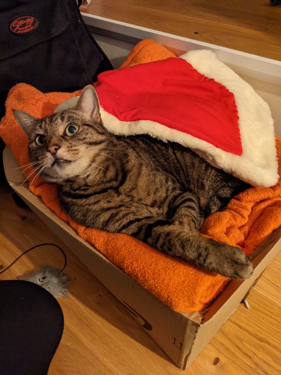 BrightonGin's tweet photo. We're feeling Christmassy in the #GinCave! So Christmassy in fact that if you tweet us a pic of your Christmassy pet, we'll put your name in the hat (here modelled by Claude) - will pick a name tomorrow at midday and get a bottle of #BrightonGin and a glass to the winner! https://t.co/5RyIMhteM6