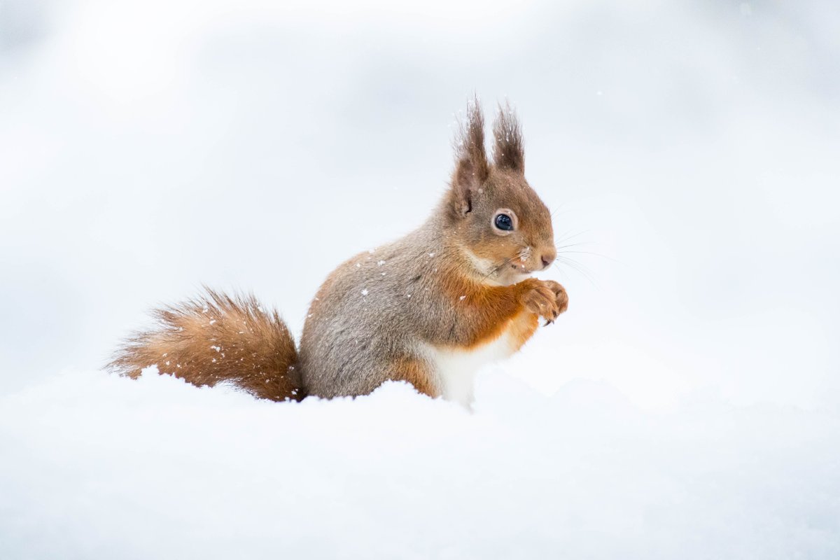wildarena's tweet image. SCOTTISH WINTER WILDLIFE WITH NEIL MCINTYRE – NEW AVAILIBILITY IN 2022!
Whilst we are still struggling with the Covid-19 crisis, we are very hopeful of running these amazing trips in 2022 - we love them!
You can choose between:
JANUARY 8TH-14TH 2022
FEBRUARY  19TH-25TH 2022