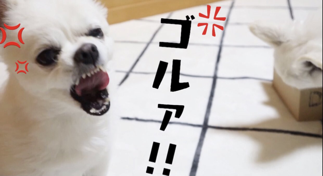 Coo Channel Youtube 怒る犬 我慢の限界 ブチギレるチワワ 堪忍袋の尾が切れた ブチギレ 怒る犬 T Co Wo9pvdc4ta T Co Ks0s0r7v4l Twitter