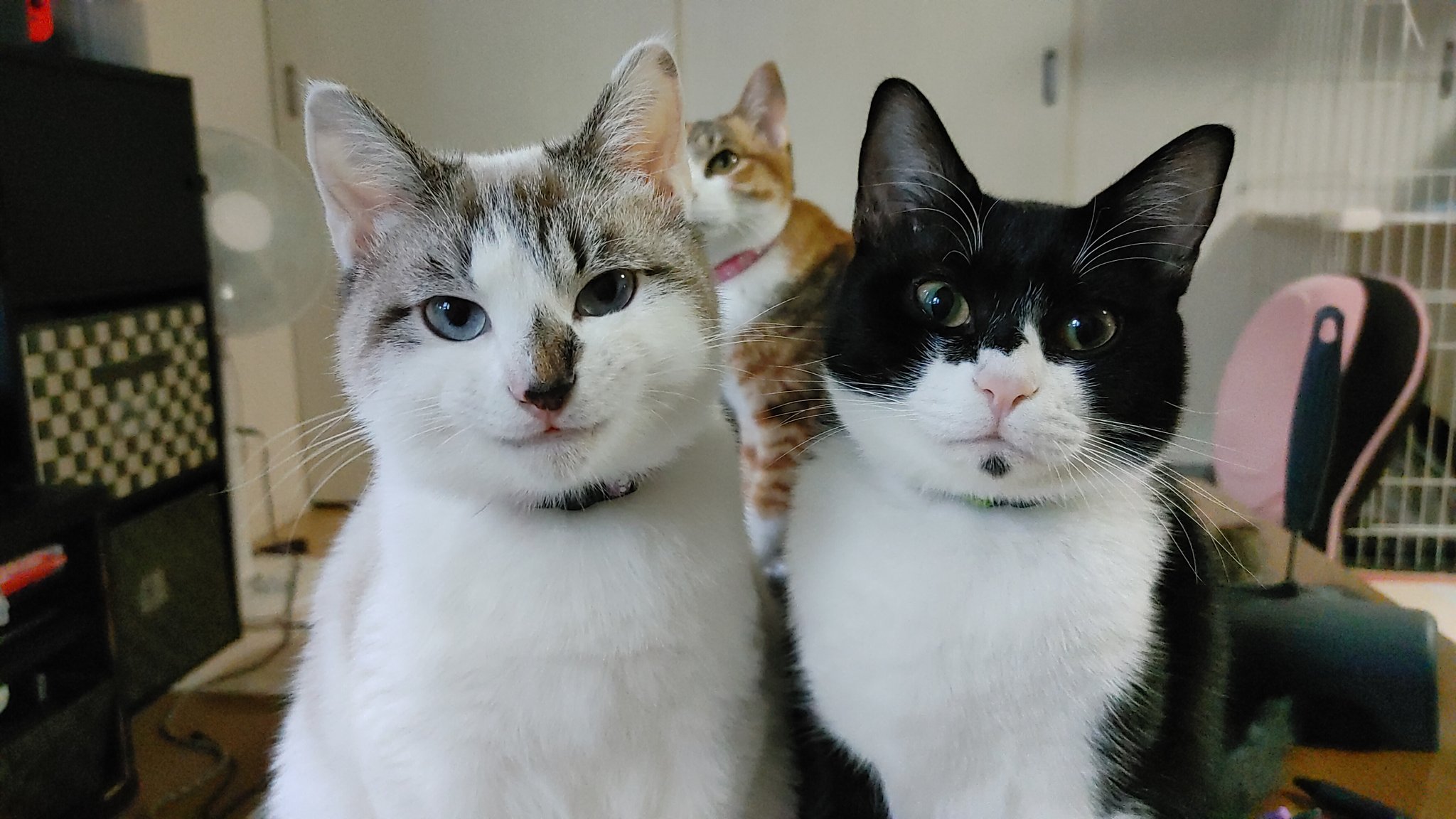 ココロ 猫５匹との暮らし えっ わ 笑ってる Www T Co 0wsg9zvzyz Twitter