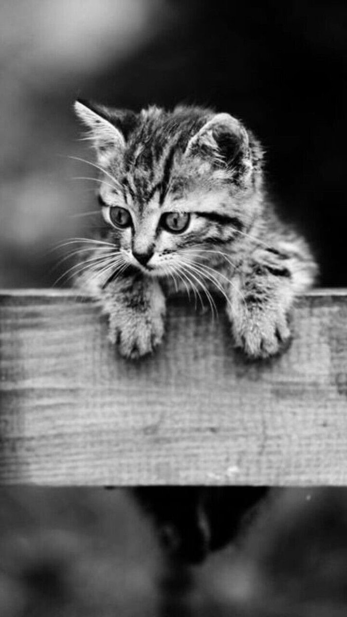 ImagePudding's tweet photo. Whatβs new pussy cat π±
#cat #CatsOfTwitter #cats #photography #photographer #blackandwhitephotography #blackandwhite #imagepudding #ip #puddingfamily #iptweets #kitten #cute #wildearth #pet https://t.co/RwjeROgrG8