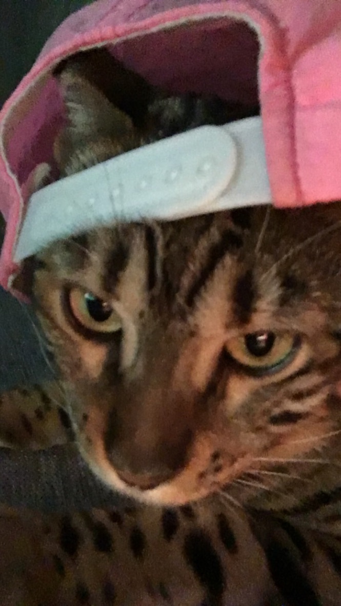 Emil Lindén tweet media