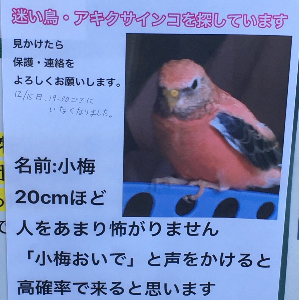 アキクサインコの山田さん M Twitter アキクサインコの山田さん M Twitter