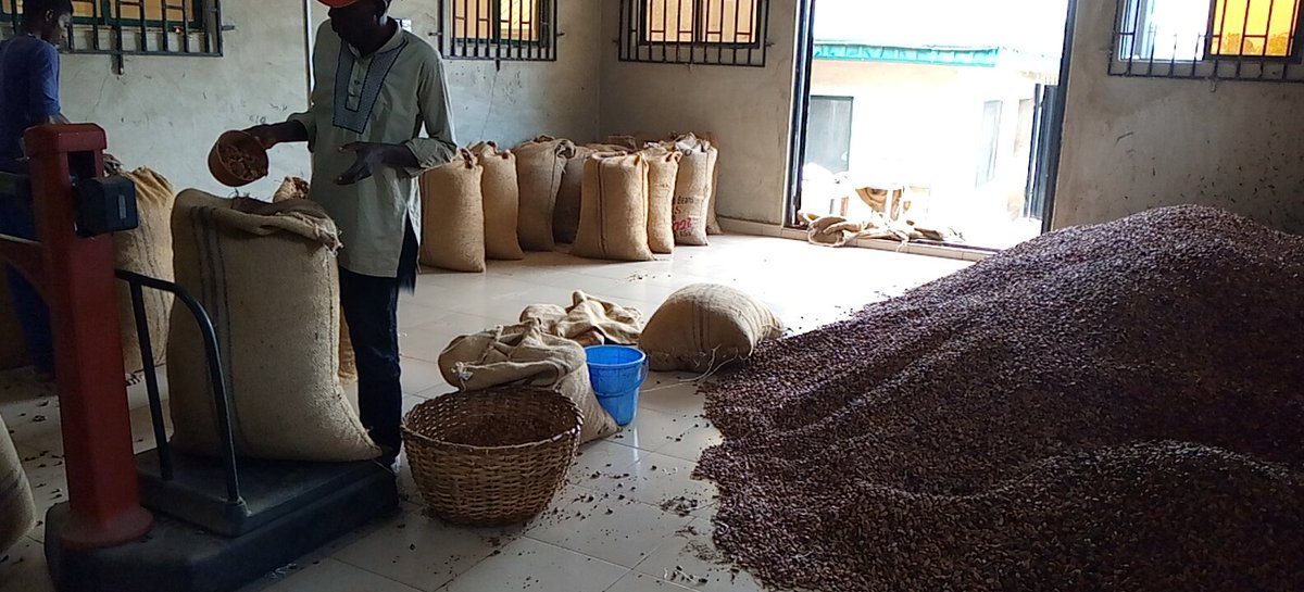 We are on track in the pursuit of prospering our farmers at <a href="/Springboardnig2/">Springboardnigeria</a> . #betterlifeforcocoafarmers