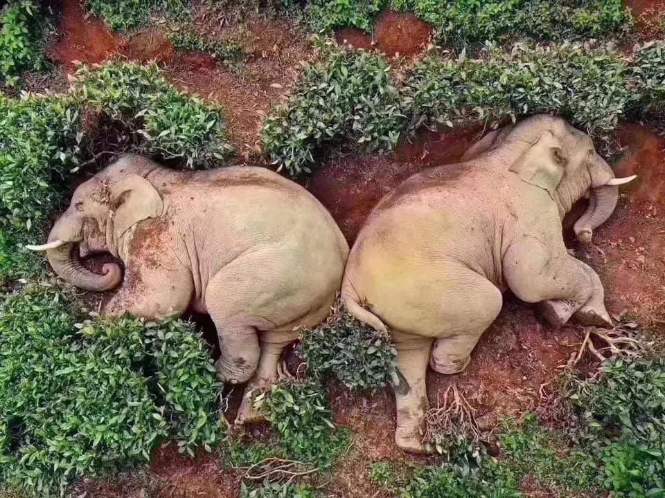 yapayaracIar's tweet photo. Çin’in Yunnan bölgesinde yiyecek arayışına giren 14 fil, 30 kg şarap tüketmeleri sonucu baygın halde bulundu.. https://t.co/twmygIBm1l