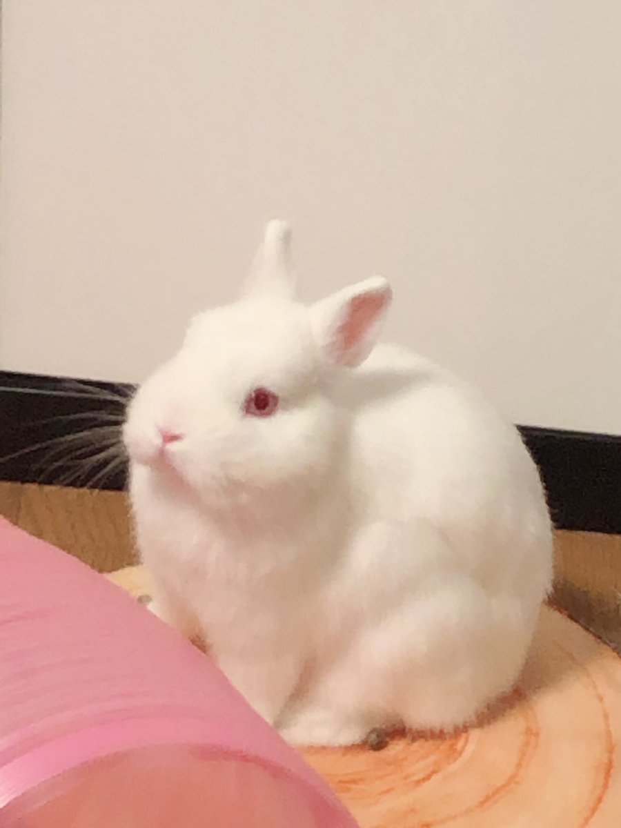 餅丸 耳短アルビノちゃん 餅丸はエンセファリトゾーン症と診断されました もともと開脚肢だったので見てもらっていたのですが 今日はっきりと診断されました 瞳孔不同や不整脈もあります 餅丸が楽しく過ごせるよう務めます うさぎ ネザーランド