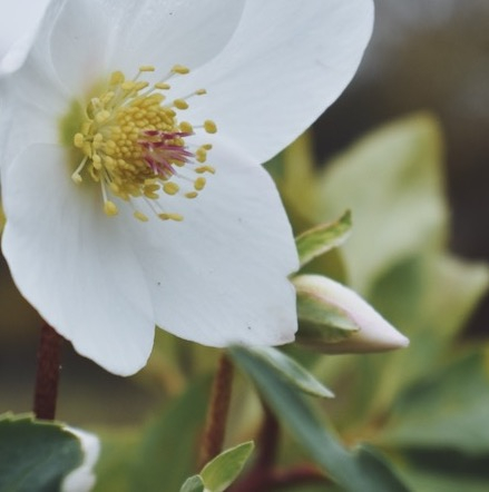 It feels far too early to be posting hellebores but the lovely one in a pot on our garden table is flowering her little heart out so I thought I'd share.  

If you read my recent posts and stories, a while ago now as I've been a bit absent from here, you'll know I went through a