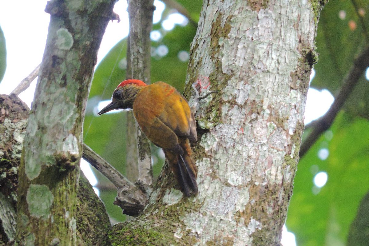 AlejoMoraSu's tweet photo. Últimos días del año y, con cada salida silenciosa al bosque, se sigue ampliando la base de datos de #CondominioCaracolí. 😍🐦
#VeniliornisAffinis (carpintero ribereño - macho)
#PajariandoPorVillavo #AvesHumedalCaracolí #EnamórateDeVillavicencio #AvesMeta https://t.co/QRSuReHfWz