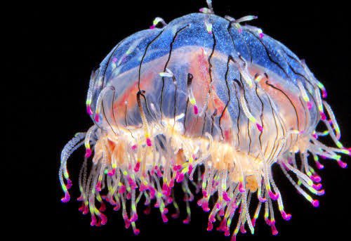 1億人の大質問 笑ってコラえて で クラゲ が話題に 笑コラ トレンドアットtv