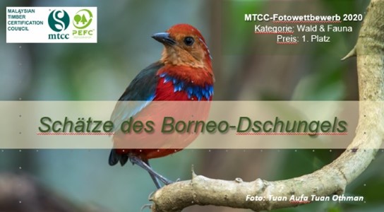 MTCC_De's tweet photo. #FotosDerWoche: Best-of-Bilder des 2020er #Fotowettbewerb|es von @MTCC_My. Heute: Schätze des #Dschungel|s auf #Borneo – Der #Pitta mit dem blauen Band ist einer der endemischen #Vögel von Borneo. Ort: Lahad Datu, Sabah/#Malaysia. #MTCCFotowettbewerb2020 #Wald #Fauna #Rainforests https://t.co/fGvoYUr9fu