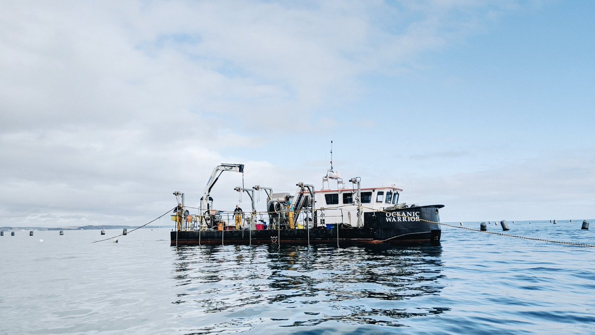 SeaweedSoph's tweet photo. 1 year ago today I started my #PhD on the environmental benefits of #seaweed cultivation! 

BIG THANK YOU to my great supervisors, research group and farmers who have made such an otherwise strange year so fun🌱🌊  

Sorry I don't have nice photos of you all! https://t.co/cRi5OVEsBE