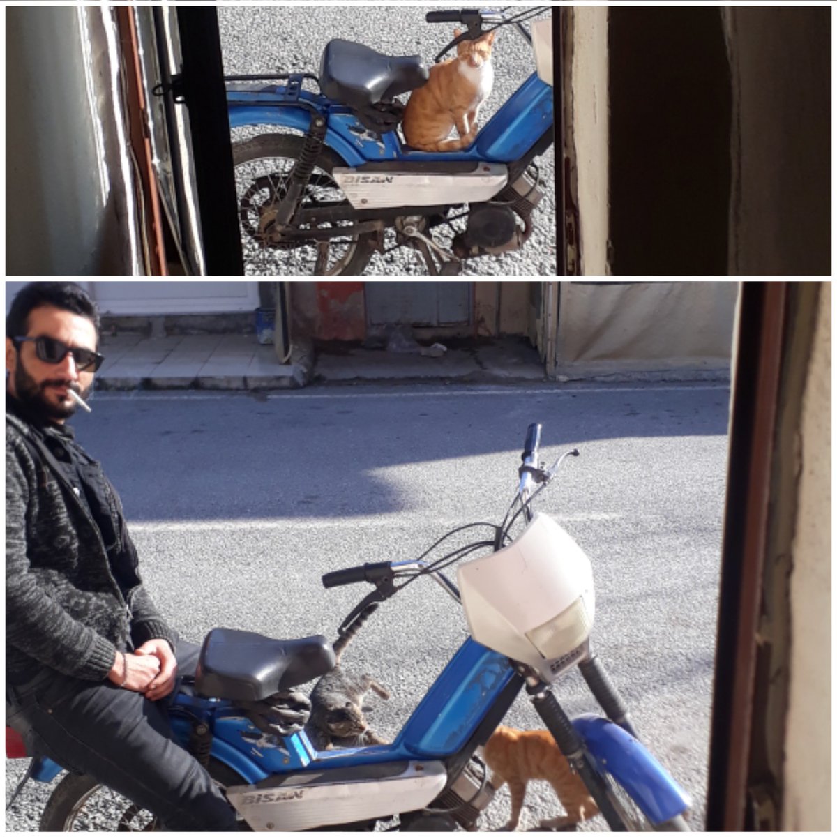 AYDIN'DAKİ ;
ARANAN MOTOR HIRSIZI ÇETESİNİ SUÇ ÜSTÜ YAKALADIM 😅😅🐈🛵

#HırsızKedilereHAYIR 😅😅
#hayvanhaklarıyasası 
#hayvanlarınsesiol 
#hayvandostu
