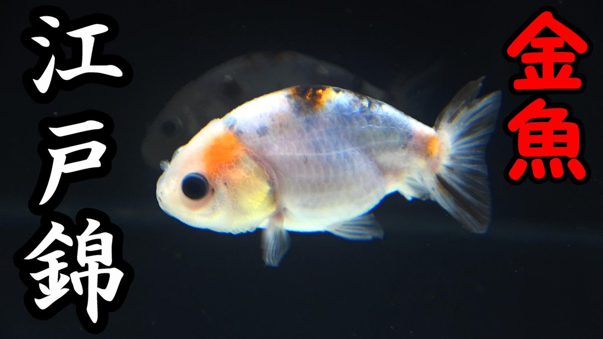 秀峰 初めてのランチュウ系の金魚を買いました 水槽も新たに60cmを立ち上げ 動画はこちら T Co Jjx4fav7wj 秀峰 初めてのランチュウ系の金魚を買いました 水槽も新たに60cmを立ち上げ 動画はこちら T Co Jjx4fav7wj