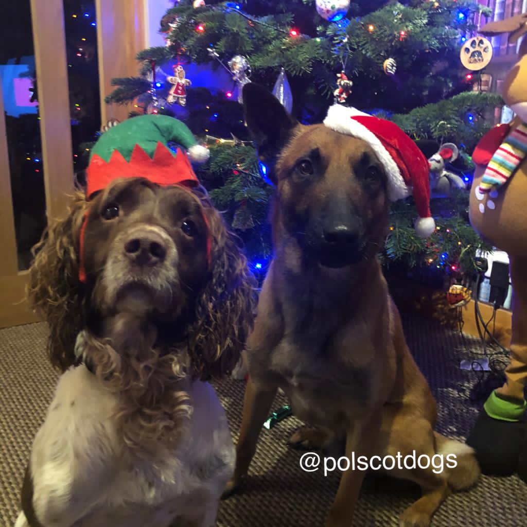 PSOSDogs's tweet image. #PDRexi and #PDRip  are getting into the #Christmas spirit 🦌🎄We know its going to be a hard one this year but we are all in it together. Look after each other #StaySafe #SaveLives #Christmas2020 🏴󠁧󠁢󠁳󠁣󠁴󠁿🐾