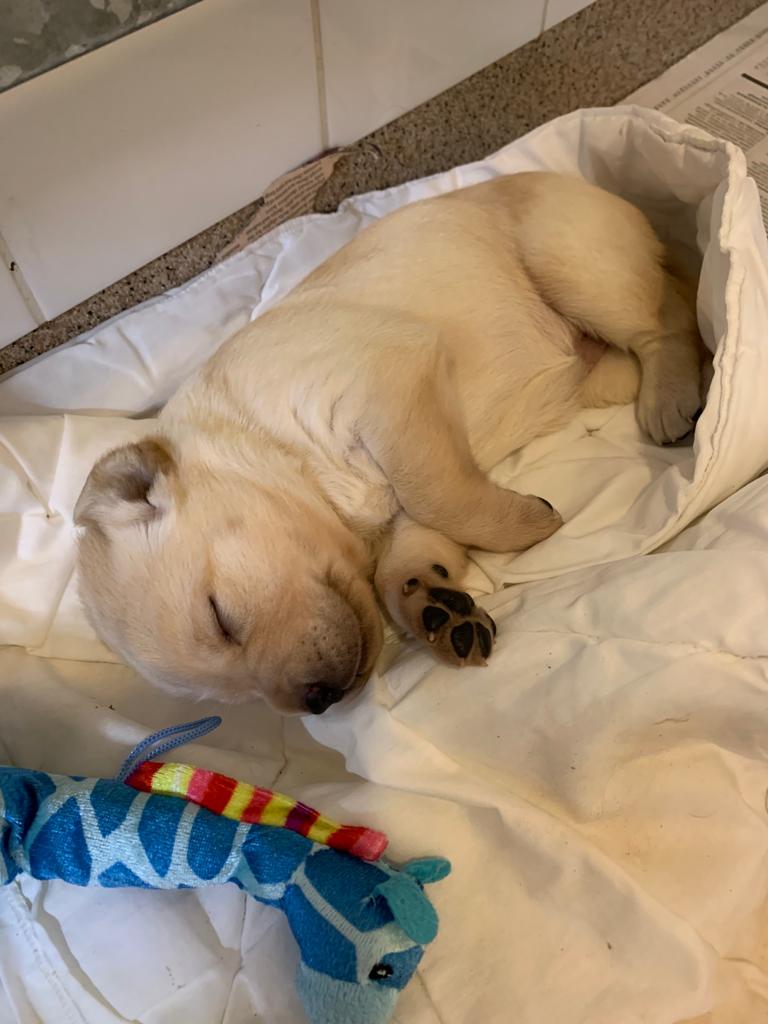 opaskoirakoulu's tweet image. Päiväunilla 🥰
#opaspentu #futureguidedogs #opaskoira #päiväunet #pentukasvaa #labradorinnoutaja #nälövammaisuus