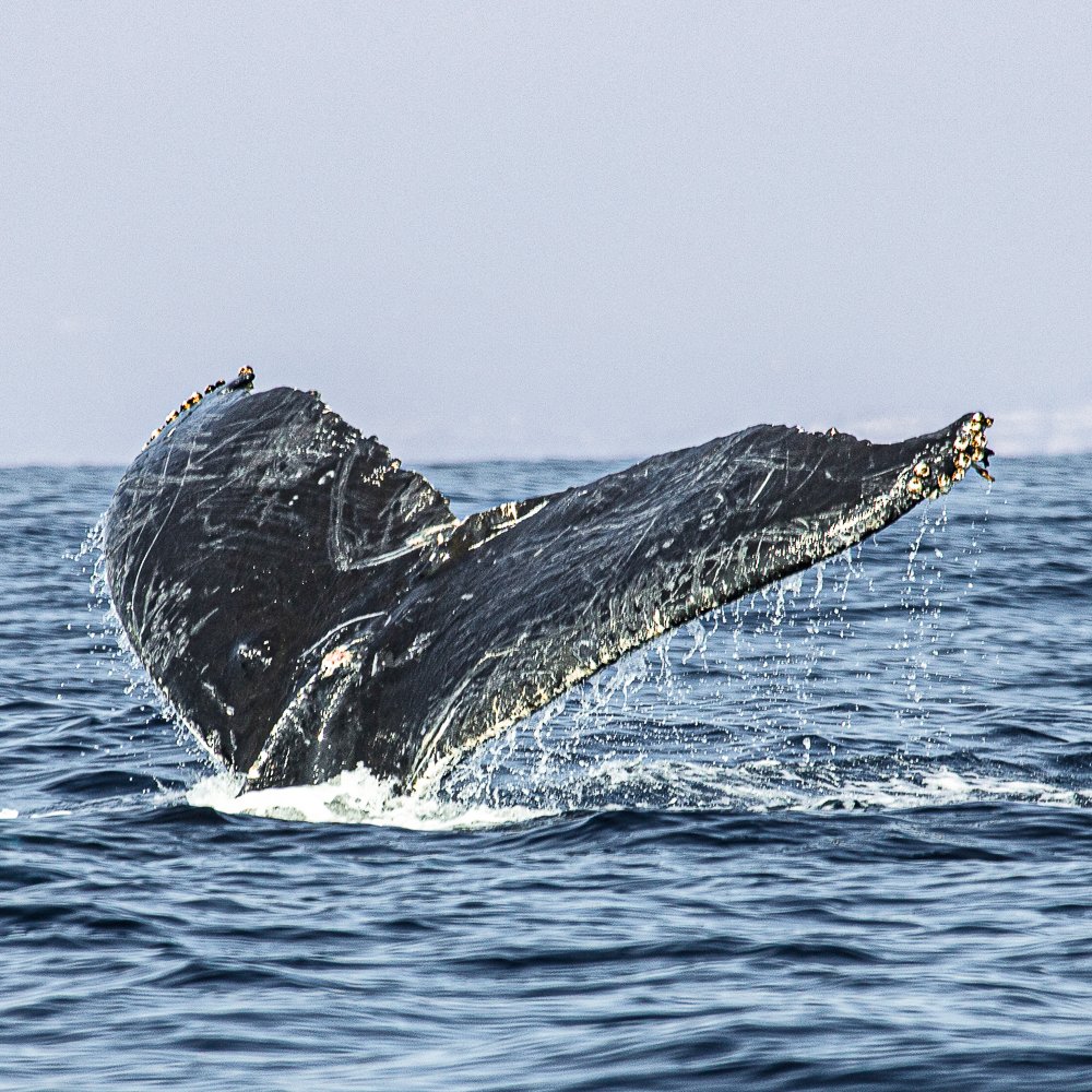 ChelseaRhane's tweet photo. &amp; the scars remind us that the past is real 🎶

we can make assumptions of how this humpback got its scratches and scars, but we'll never truly know - so this is your reminder that you truly do not know everyone's story.

📸 me https://t.co/woGKhX2H7C
#whalewatching #humpbackday https://t.co/kwT5VtAJnM