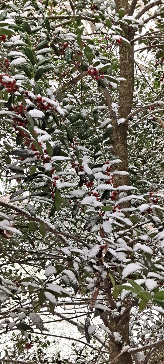 eramseth's tweet photo. @TuckerFox5 Gaithersburg checking in. Near Seneca Creek State Park. Started snowing around 10a. This picture around 11:15a. https://t.co/RTiTKxixe0