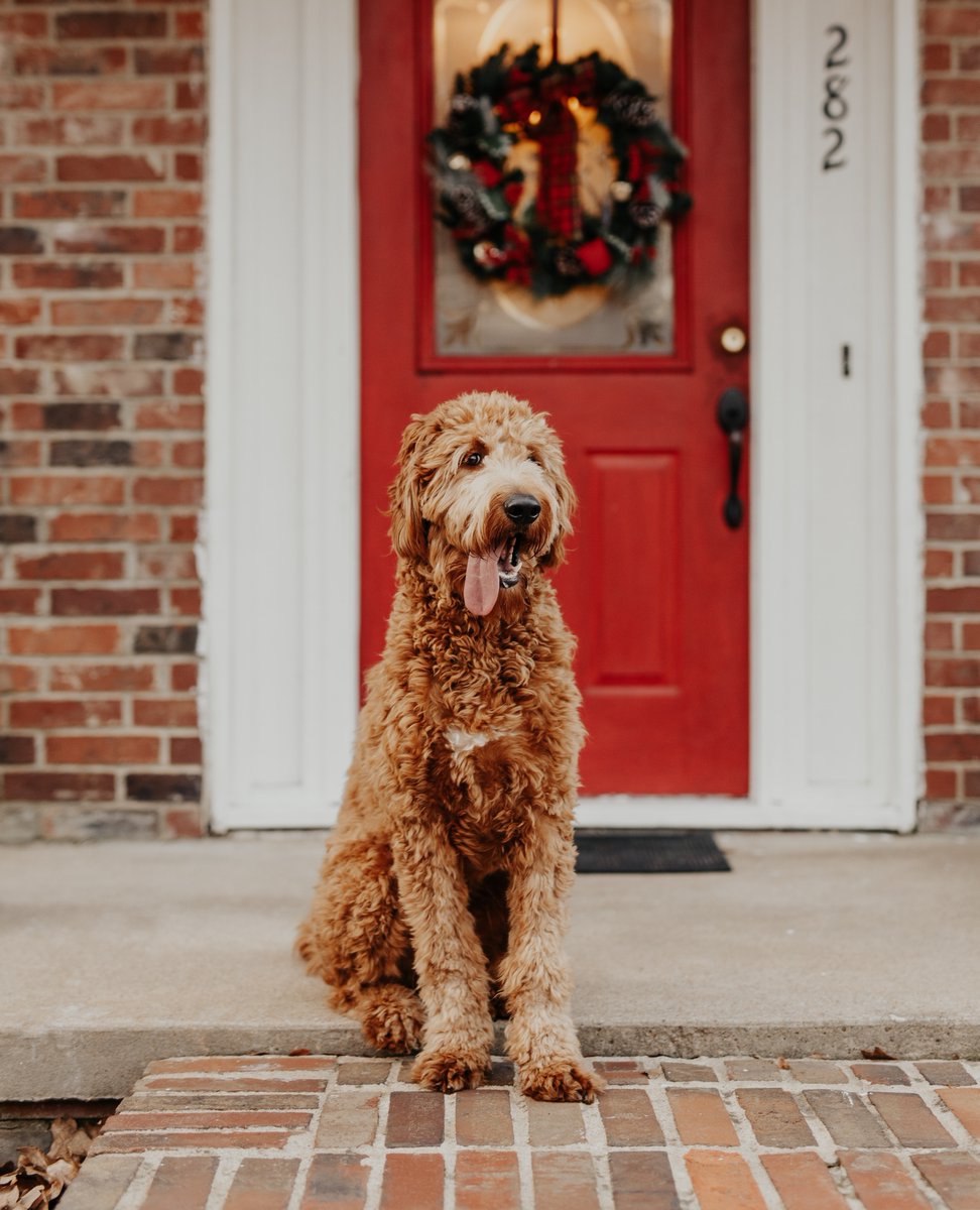 Treat the ones you love to pawfect 🐾 stocking stuffers! ♥️

Now available on Amazon + Nordstrom.com!
