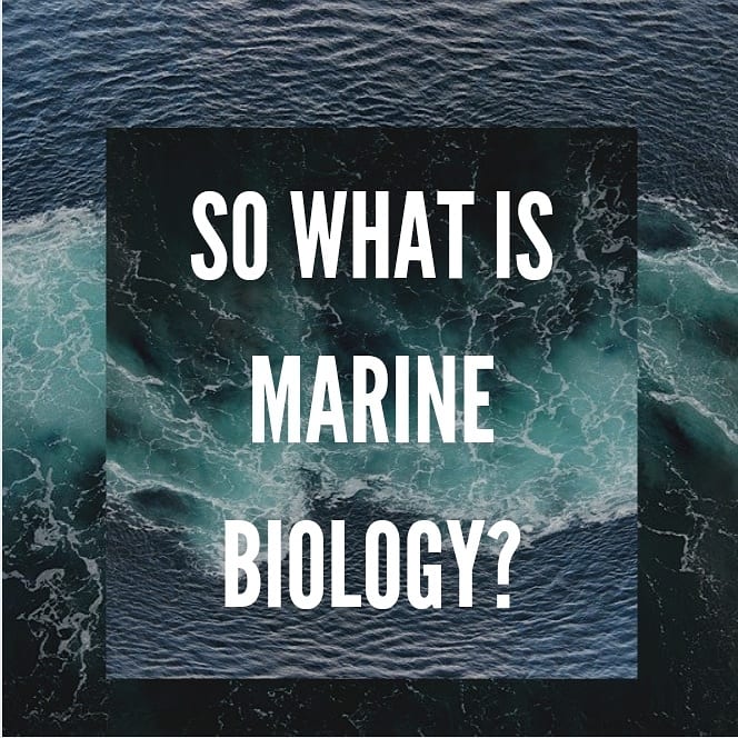 OceanEduKate's tweet photo. I think everyone at one point in their life has wanted to be a marine biologist! https://t.co/6M5VU75sEI
