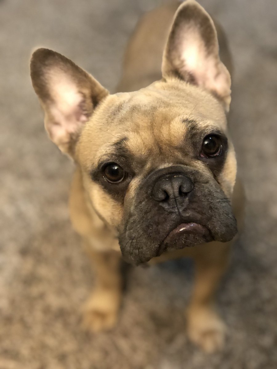 brooklynbrouwer's tweet photo. @dog_rates @budweiserusa This is Winnie, my sweet Frenchie! https://t.co/PN2j7r5pTJ