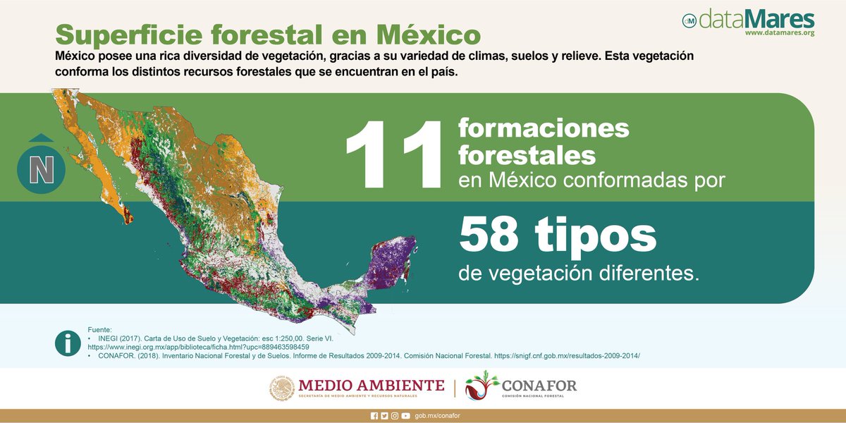 ¿Cuál es la superficie forestal? En el próximo #dataposter junto con @CONAFOR mostraremos qué vegetación conforma los #recursosforestales y cuál es la superficie forestal en México.  #databosques 
A través de @dataMares