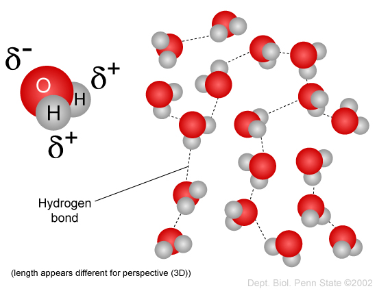 1. We might as well start with WATER.Water has a million crazy and cool properties, most of which arise from its polar interactions. Water has a huge heat capacity, huge dielectric constant, and dissolves nearly everything.