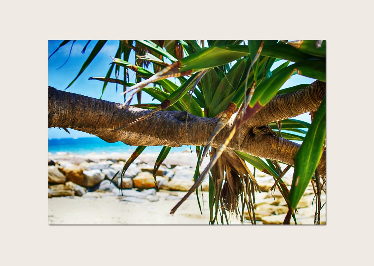EnfocarPhoto's tweet image. Pandanus Palm Canvas Print, Australian Photography, Coastal Decor tuppu.net/f78f199f #EnfocarPhotography #Etsy #PalmTreeDecor