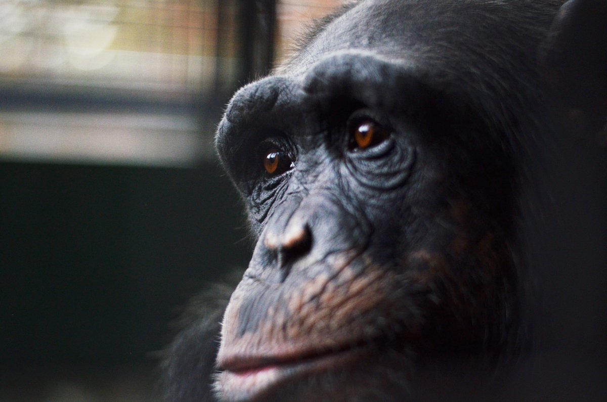 “When I look into the eyes of an animal, I do not see an animal. I see a living being. I feel a soul.”
― Anthony Douglas Williams 

#SamiraChimp