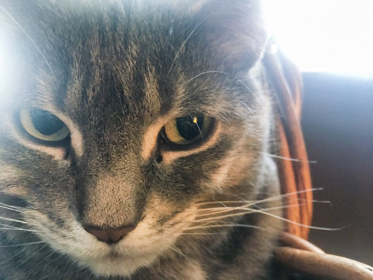 Toby_Cat's Posse tweet media