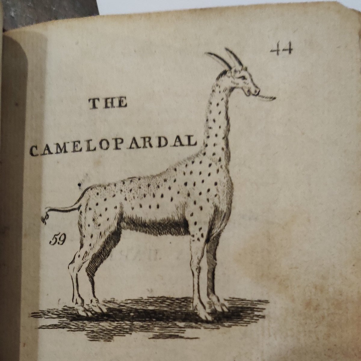 I don't really know what a Camelopardal is because he describes it as being a bit like a panther and idk about you but I am not 100% convinced