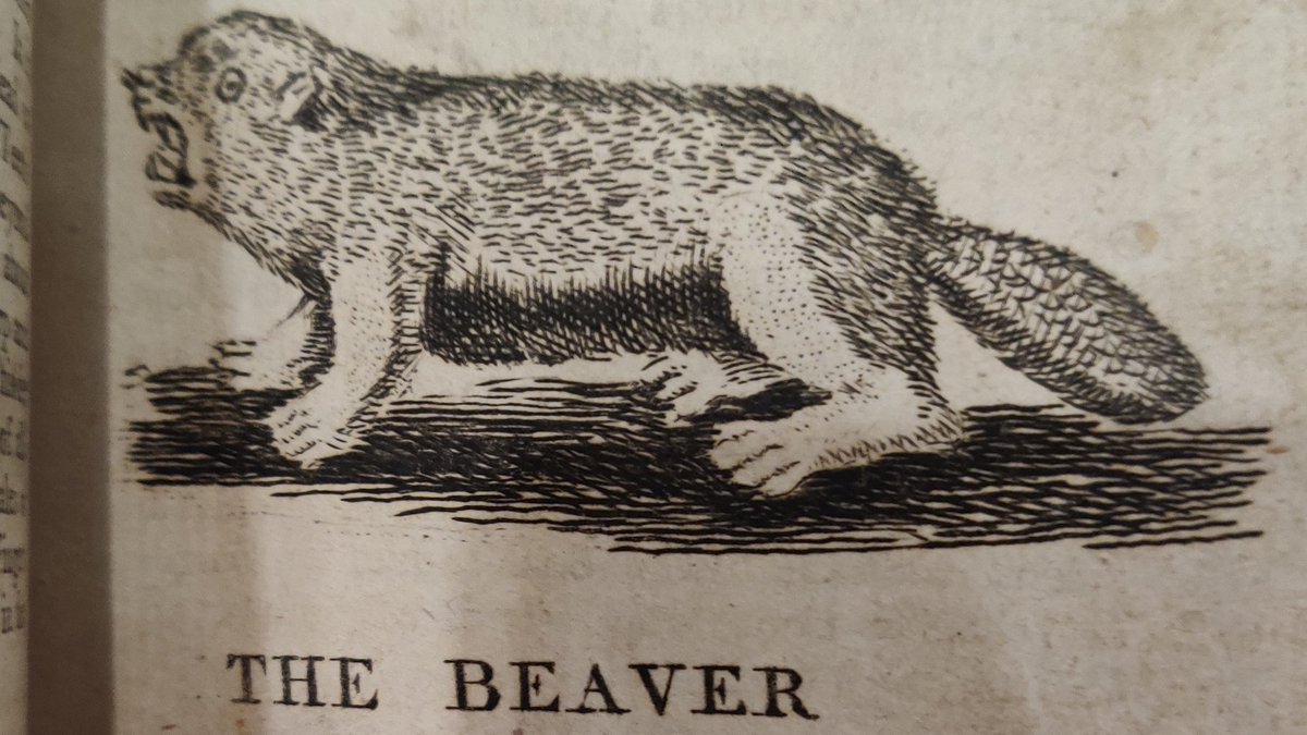 Sin Beaver knows what you did