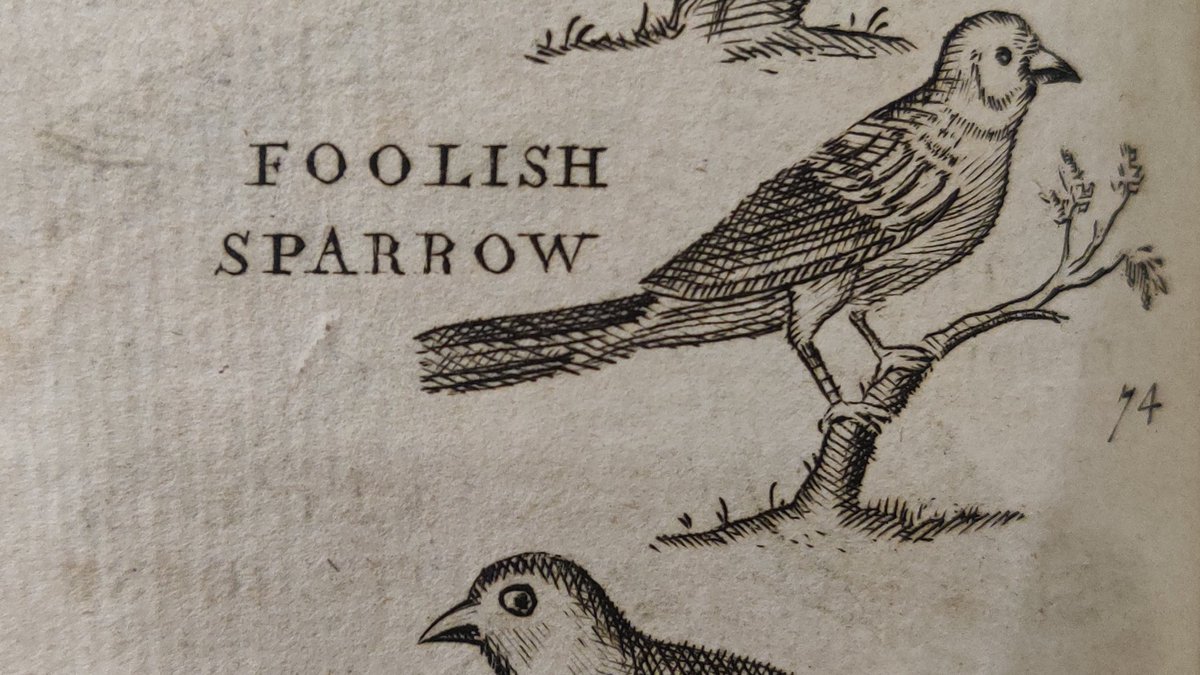 lest we forget the Foolish Sparrow which seems a bit harsh but okay I'm not the scientist here