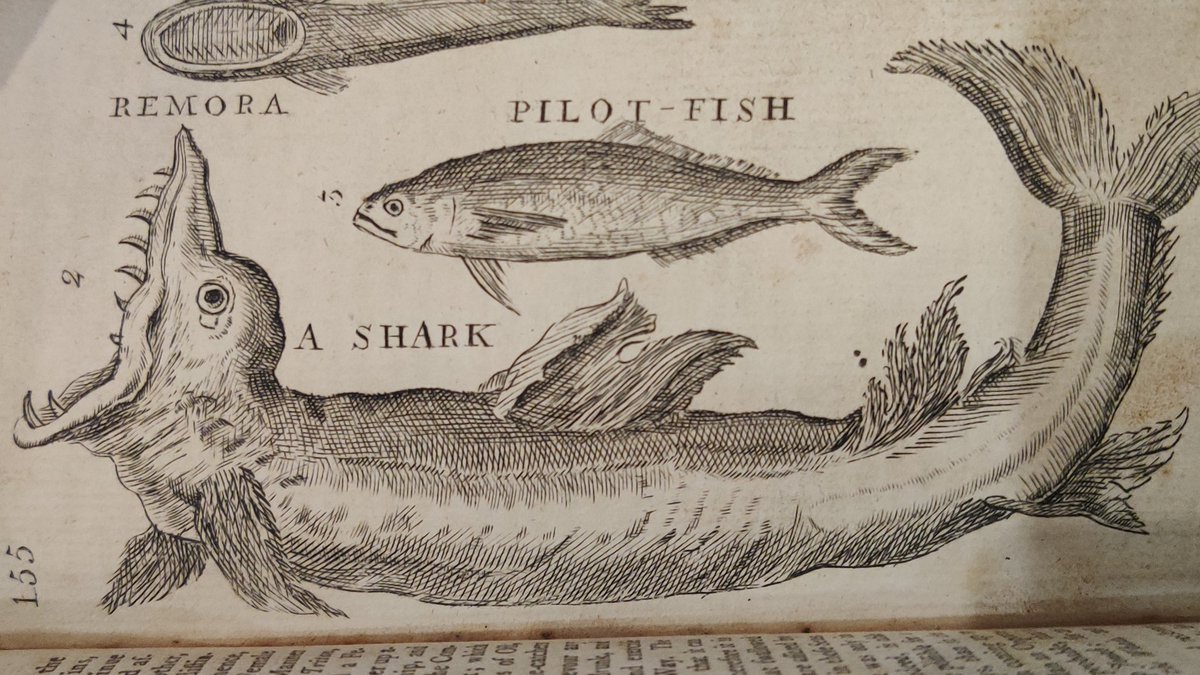 something that is almost but not quite entirely unlike a shark